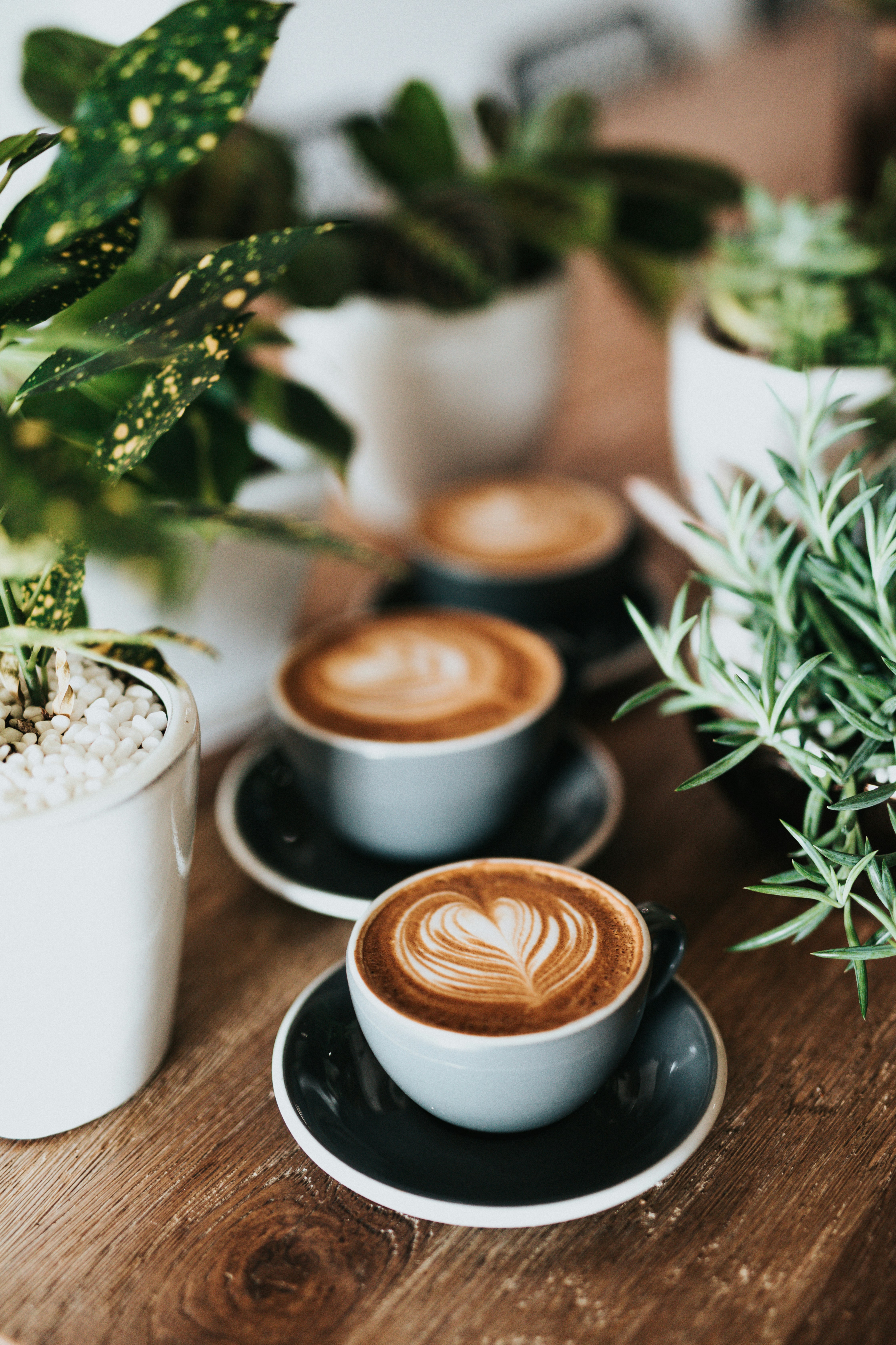 Barista Brew Battles